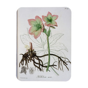 Magnet Flexible Helleborus Niger de 'Phytographie Medicale' de J