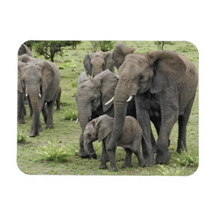 Magnet Flexible Herbe africaine d'éléphants