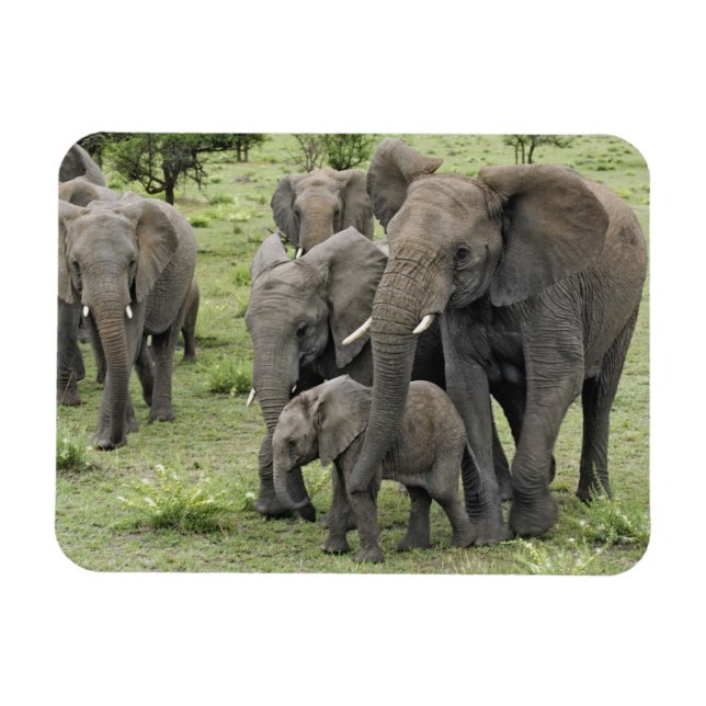 Magnet Flexible Herbe africaine d'éléphants (Horizontal)