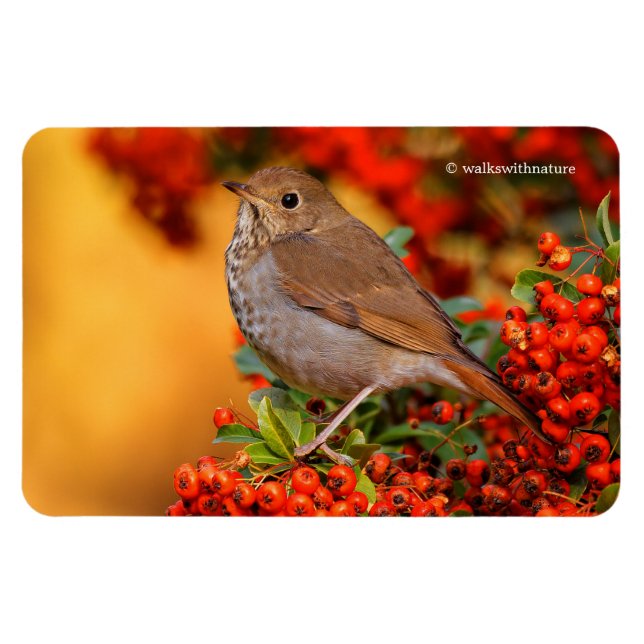 Magnet Flexible Hermite Thrush Songbird sur araignée de feu (Horizontal)