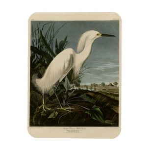 Magnet Flexible Héron de neige (Egret) - Les oiseaux d'Amérique d'