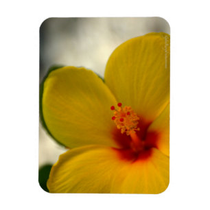 Magnet Flexible Hibiscus jaune