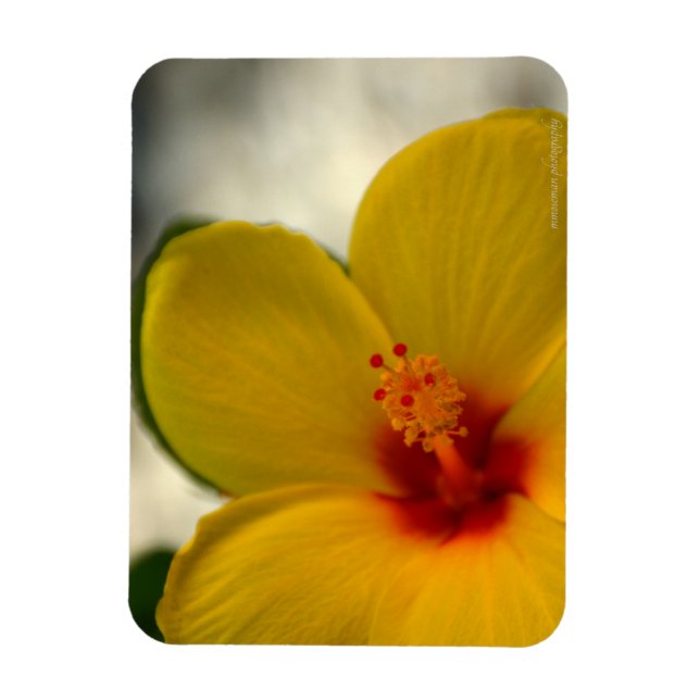 Magnet Flexible Hibiscus jaune (Vertical)