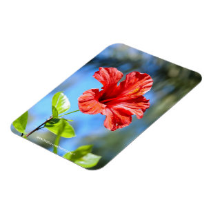 Magnet Flexible Hibiscus rouge