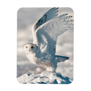 Magnet Flexible Hibou des neiges décollant de la neige