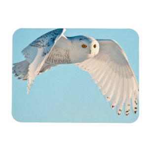 Magnet Flexible Hibou des neiges en vol