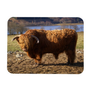 Magnet Flexible Highland Cattle Bull, Écosse