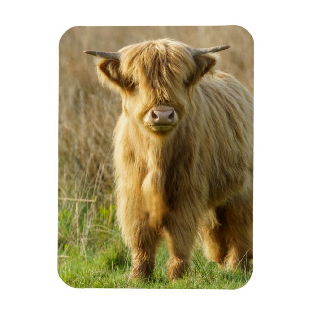 Magnet Flexible Highland Cow (Vertical)