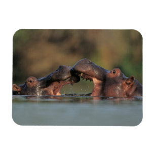 Magnet Flexible Hippopotames (Hippopotamus Amphibius) Lutte