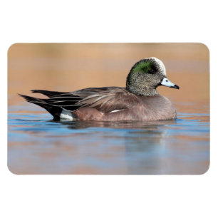 Magnet Flexible Homme American Wigeon
