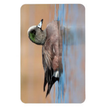 Homme American Wigeon