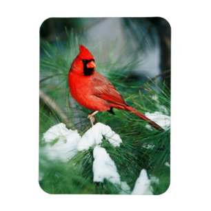 Magnet Flexible Homme du Cardinal du Nord sur l'arbre, IL