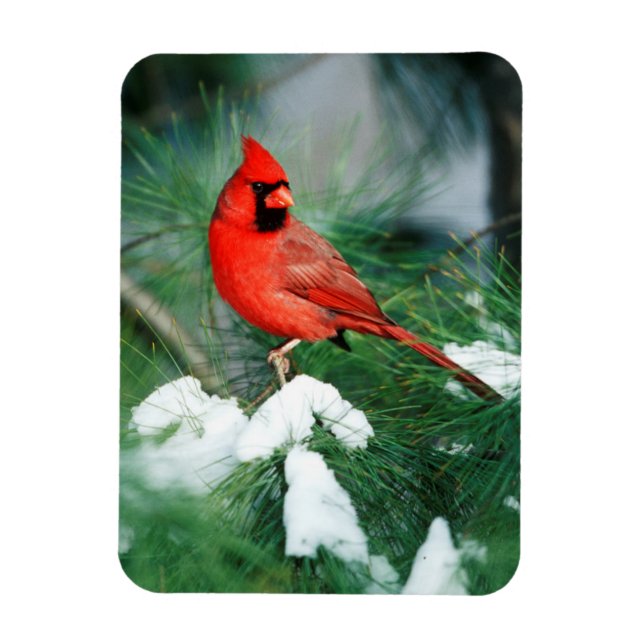 Magnet Flexible Homme du Cardinal du Nord sur l'arbre, IL (Vertical)