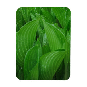Magnet Flexible Hostas avec l'aimant flexible de gouttes de pluie
