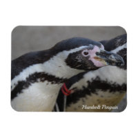 Humbolt Penguin au zoo de Drusillas dans l'est du