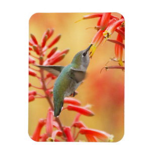 Magnet Flexible Hummingbird surrounded by red yucca