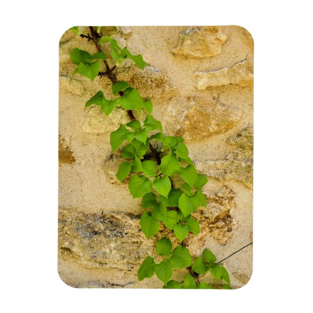 Magnet Flexible Hydrangea petiolaris (Vertical)