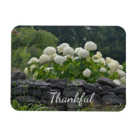 Hydrangée blanche Gratitude