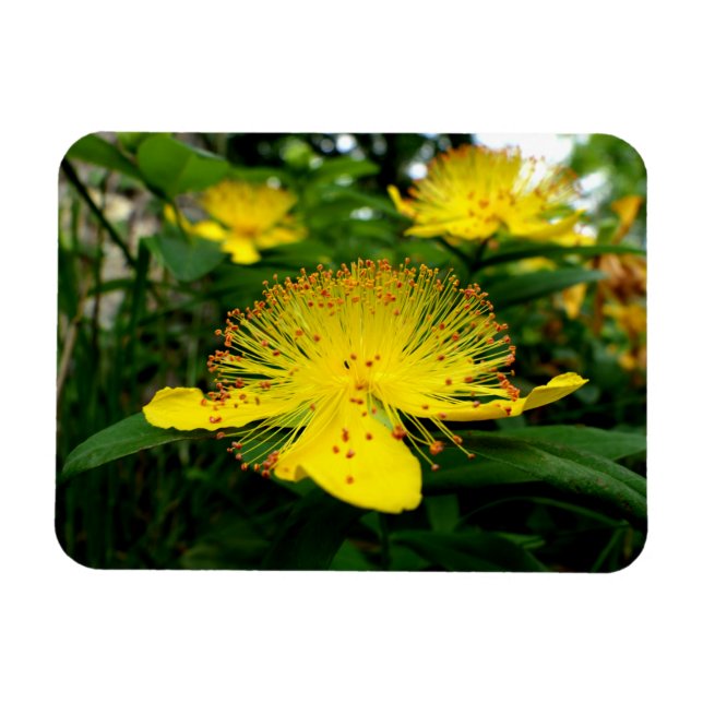 Magnet Flexible Hypericum calycinum (Horizontal)