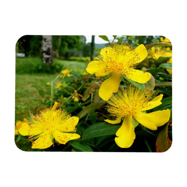 Magnet Flexible Hypericum calycinum (Horizontal)