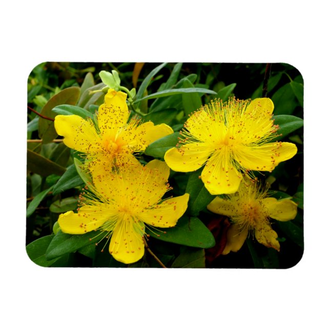Magnet Flexible Hypericum calycinum (Horizontal)