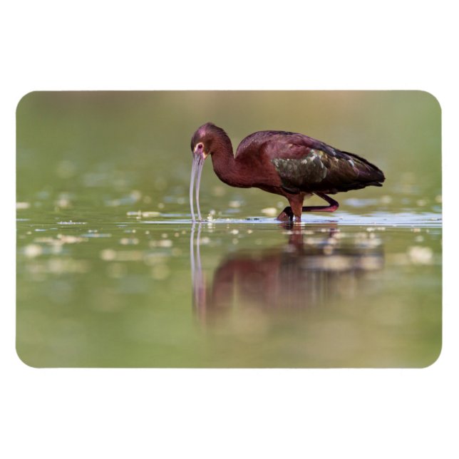 Magnet Flexible Ibis dans les étangs (Horizontal)
