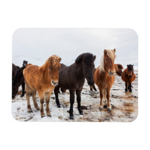 Magnet Flexible Icelandic Horse During Winter Iceland