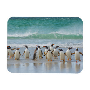 Magnet Flexible Îles Falkland. Île Saunders. Gentoo