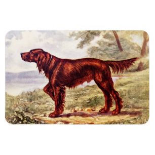 Magnet Flexible Illustration 1900 de poseur irlandais de chien