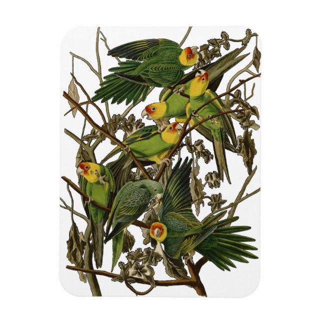 Magnet Flexible Illustration Audubon Carolina Parrot Bird (Vertical)
