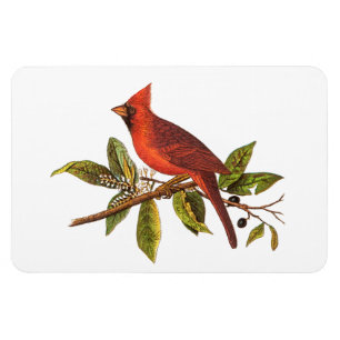 Magnet Flexible Illustration cardinale vintage d'oiseau de chanson