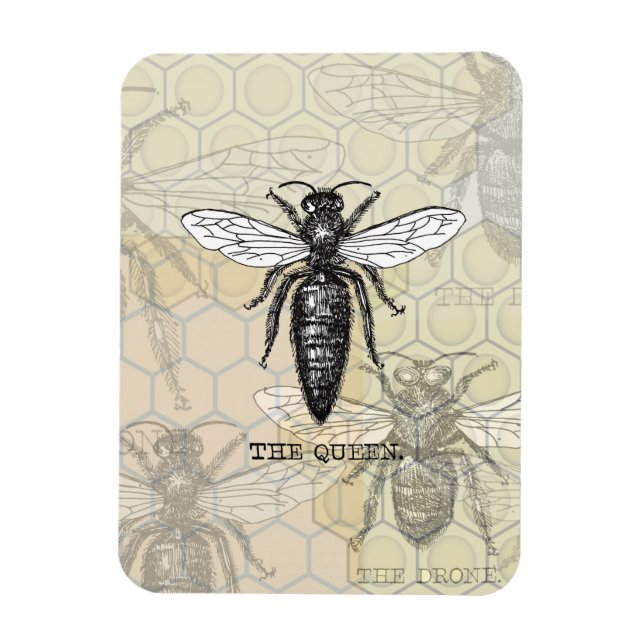 Magnet Flexible Illustration d'antiquité de l'insecte de la reine  (Vertical)