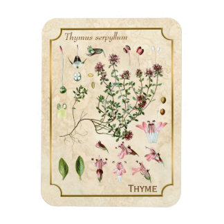Magnet Flexible Illustrations vintages de plantes sauvages Thyme B
