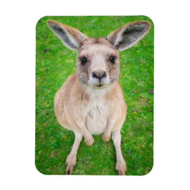 Magnet Flexible Images Getty | Baby Kangaroo (Vertical)