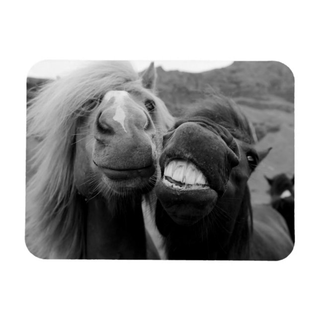Magnet Flexible Images Getty | Chevaux souriants (Horizontal)