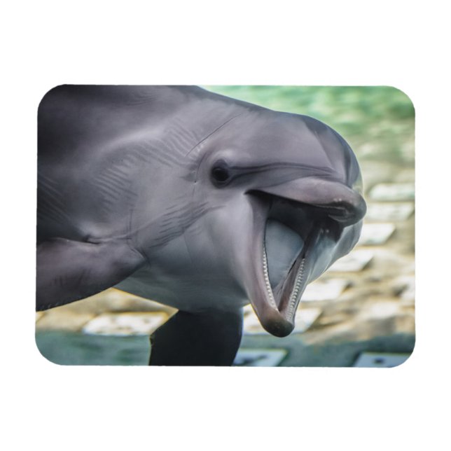 Magnet Flexible Images Getty | Dauphin (Horizontal)