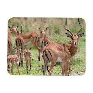 Magnet Flexible Impala dans le delta de l'Okavango