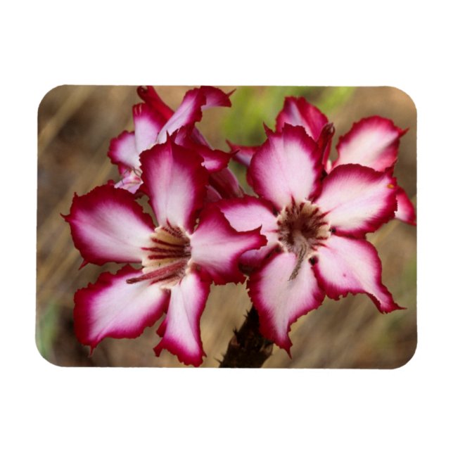 Magnet Flexible Impala Lily (Adenium Multiflorum), Kruger (Horizontal)