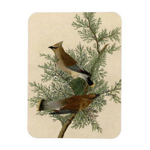 Magnet Flexible Impression d'oiseau de John James Audubon Jaseur b