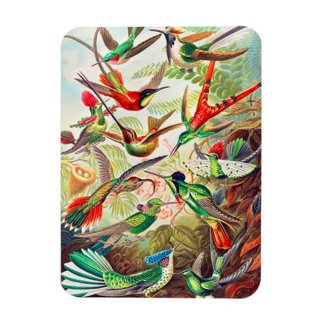 Magnet Flexible Imprimerie de colibris 1904 (Vertical)