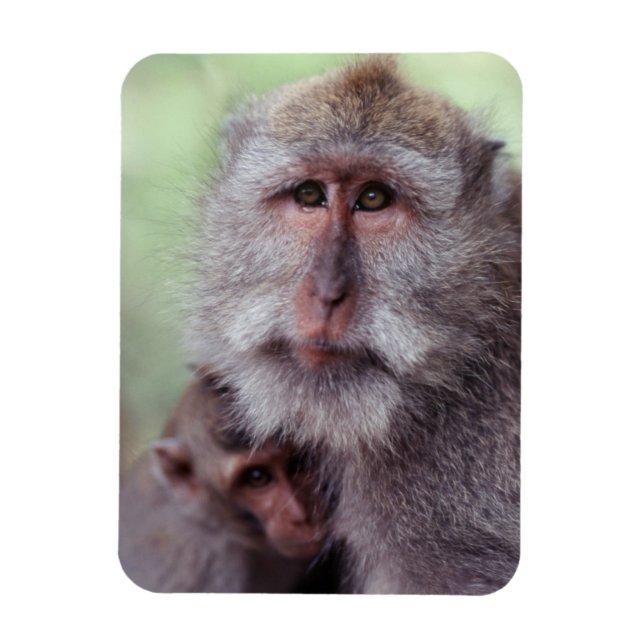 Magnet Flexible Indonésie, Bali, Ubud, Macaque à longue queue (Vertical)