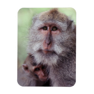 Magnet Flexible Indonésie, Bali, Ubud, Macaque à queue longue