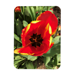 Magnet Flexible Inside Banja Luka Tulip, Oregon