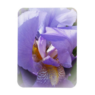 Magnet Flexible iris pourpre