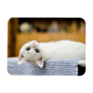 Magnet Flexible Irrésistible...chatte adorable et énorme