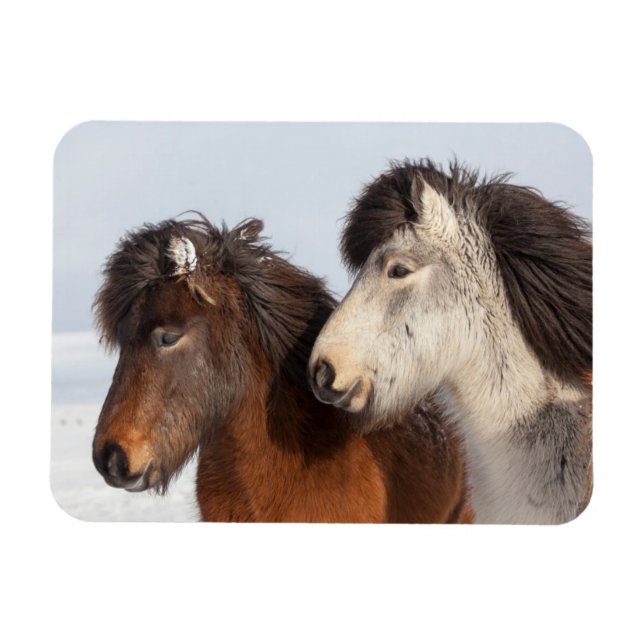 Magnet Flexible Islandais Profil de cheval, Islande (Horizontal)