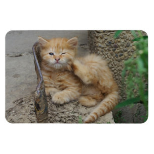 Magnet Flexible Itchy