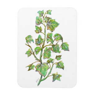 Magnet Flexible Ivy anglais