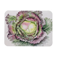 Janvier King Cabbage
