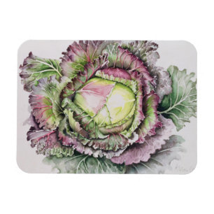 Magnet Flexible Janvier King Cabbage